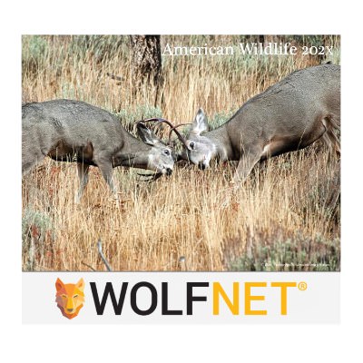 Stapled wall calendar with american wildlife photos with custom promotional logo.