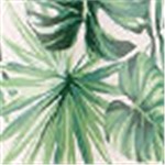 Monstera