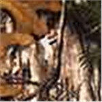 Realtree Xtra