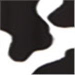 Black and White Cow Spot