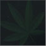 Black Small Leaf