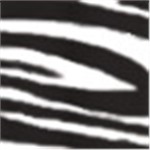 Black and White Zebra