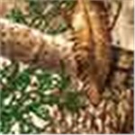 Realtree Edge
