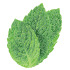 Spearmint
